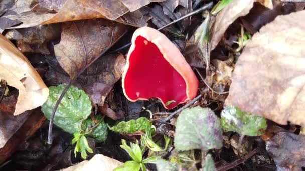 Sarcoscypha Coccinea Bos Champignons Schieten Het Voorjaar — Stockvideo