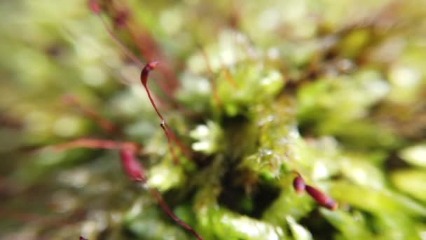 Muschio Tronco Albero Sparatoria Macro — Video Stock