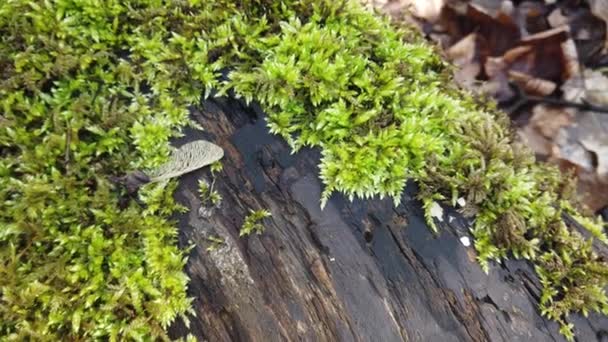 Corteza Del Tronco Del Árbol Cubierta Musgo — Vídeos de Stock