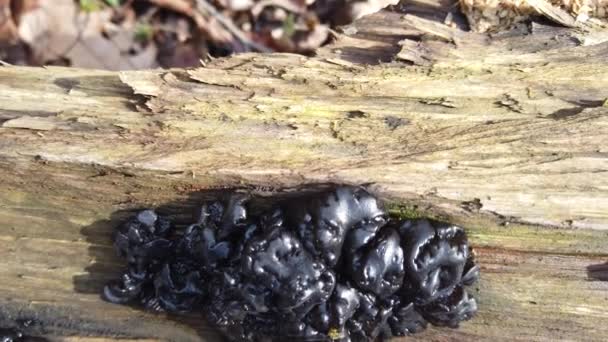 Grzyby Leśne Pniu Drzewa Exidia Rodzaj Grzybów Rodziny Auriculariaceae — Wideo stockowe