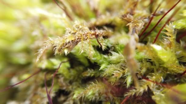 Moss Tronco Árvore Tiro Macro — Vídeo de Stock