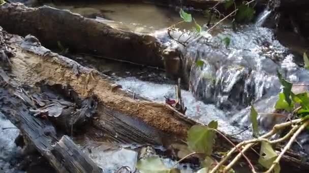 森林溪流 与该运动一起射击 — 图库视频影像