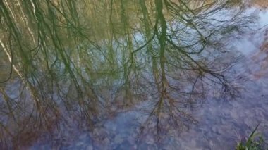 Göldeki ağaçların yansıması..