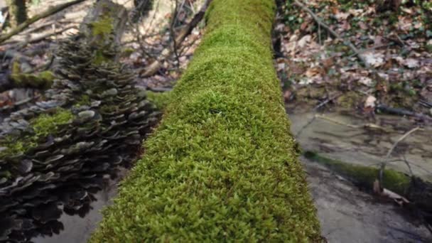 苔で覆われた木の幹の樹皮 木の幹に森のキノコ 一般的に苔むした迷路の多孔質として知られているチェレナ ユニカラーは 倒木で成長します — ストック動画