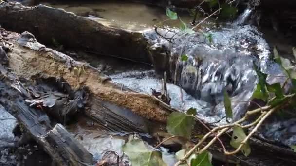 森林溪流 与该运动一起射击 — 图库视频影像
