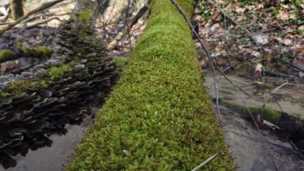 Batang Pohon Ditutupi Dengan Lumut Jamur Hutan Batang Pohon Cerrena — Stok Video