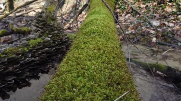 Boomstam Schors Bedekt Met Mos Bos Champignons Een Boomstam Cerrena — Stockvideo