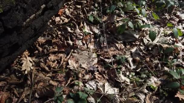 Écorce de tronc d'arbre recouverte de mousse .