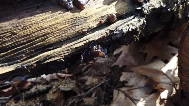 Champignons Forestiers Sur Tronc Arbre Exidia Est Genre Champignons Famille — Video