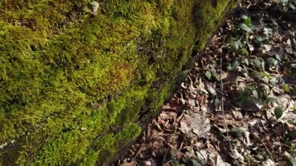 Casca Tronco Árvore Coberta Com Musgo — Vídeo de Stock