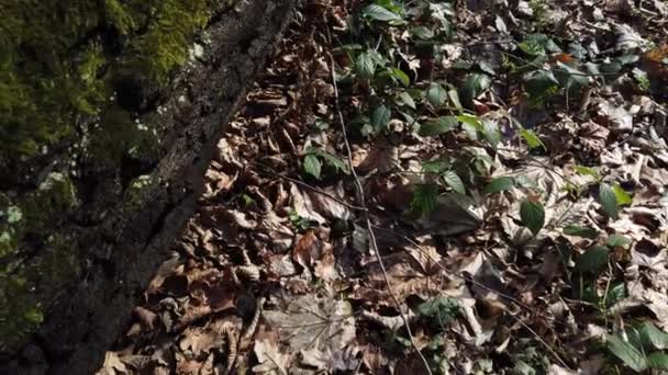 Écorce de tronc d'arbre recouverte de mousse .