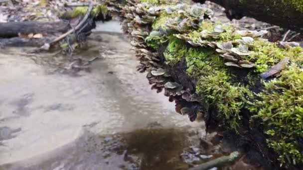 Μανιτάρια Δάσους Κορμό Δέντρου Cerrena Unicolor Κοινώς Γνωστό Mossy Λαβύρινθος — Αρχείο Βίντεο