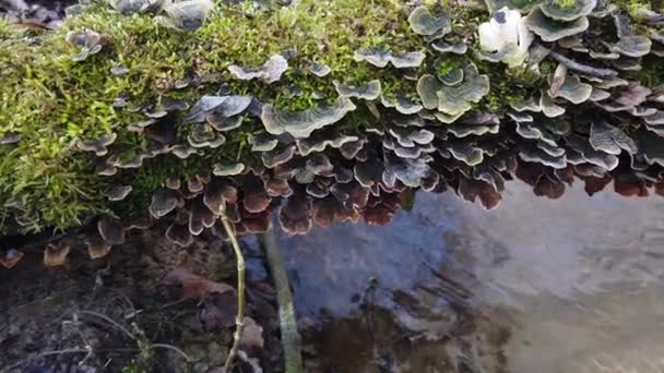 Waldpilze Auf Einem Baumstamm Cerrena Unicolor Gemeinhin Als Moosiger Labyrinth — Stockvideo