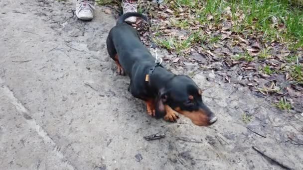 Dachshund Passeio Floresta — Vídeo de Stock