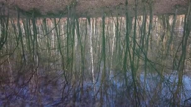 Reflexion Der Bäume Teich — Stockvideo