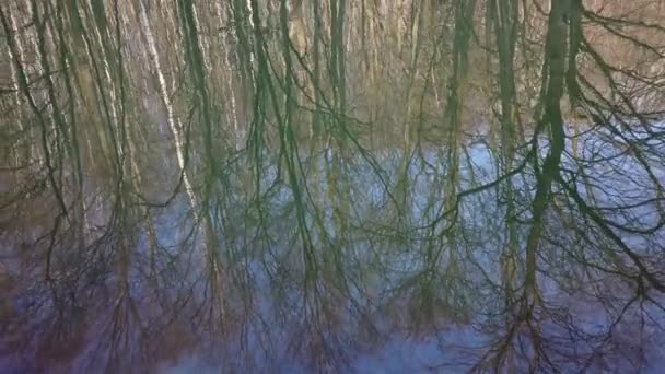 池塘里树木的倒影 — 图库视频影像