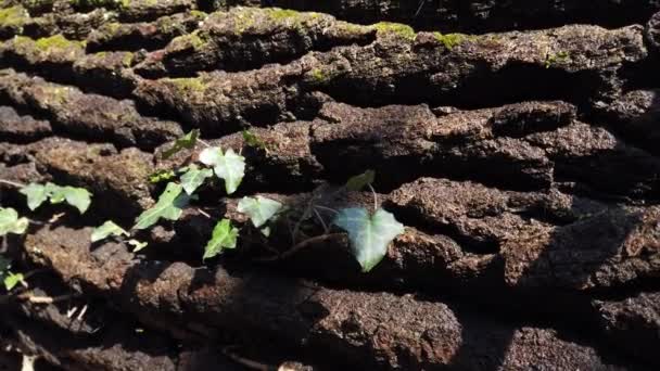 Écorce Tronc Arbre Recouverte Mousse — Video