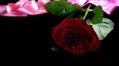 Siyah arka planda düşen gül. Yavaş çekim.