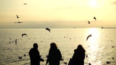 İnsanlar deniz kıyısındaki martıları besler. Yavaş çekim.