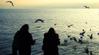 İnsanlar deniz kıyısındaki martıları besler. Yavaş çekim.