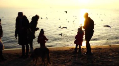 İnsanlar deniz kıyısındaki martıları besler. Yavaş çekim.