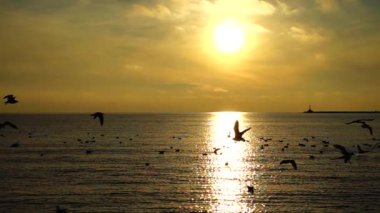 Denizin üzerinde martılar. Yavaş çekim.