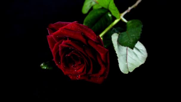 Σατέν Κορδέλα Πέφτει Ένα Τριαντάφυλλο Αργή Κίνηση — Αρχείο Βίντεο