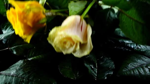 Die Fallende Rose Auf Schwarzem Grund Zeitlupe — Stockvideo