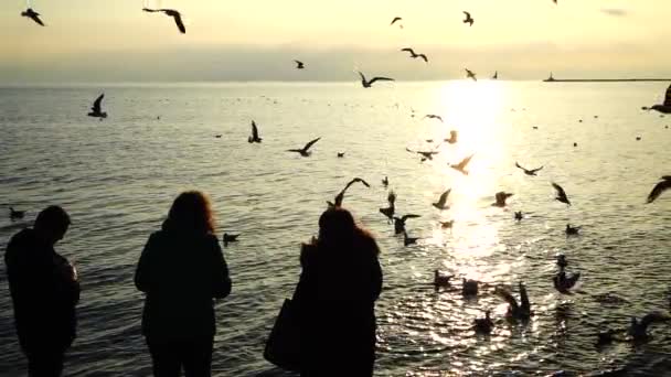 Nsanlar Deniz Kıyısındaki Martıları Besler Yavaş Çekim — Stok video