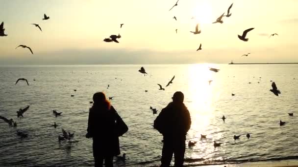 Gente Alimenta Gaviotas Orilla Del Mar Movimiento Lento — Vídeo de stock