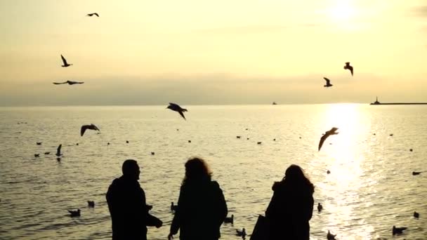 Gente Alimenta Gaviotas Orilla Del Mar Movimiento Lento — Vídeo de stock