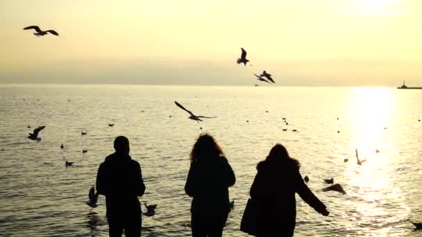 Gente Alimenta Gaviotas Orilla Del Mar Movimiento Lento — Vídeo de stock