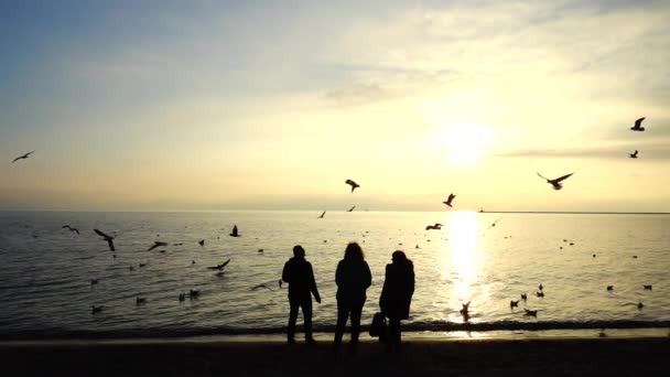 People Feed Seagulls Seashore Slow Motion — Stock Video