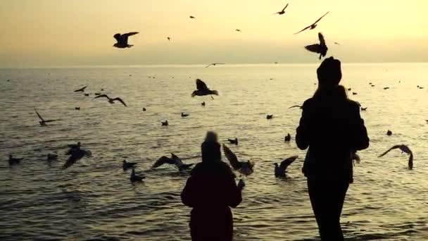 Folk Matar Fiskmåsar Stranden Långsamma Rörelser — Stockvideo