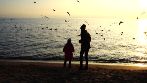 Gente Alimenta Gaviotas Orilla Del Mar Movimiento Lento — Vídeos de Stock