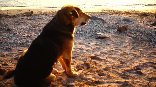 海のビーチで犬を野良犬 スローモーション — ストック動画