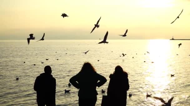 Gente Alimenta Gaviotas Orilla Del Mar Movimiento Lento — Vídeo de stock