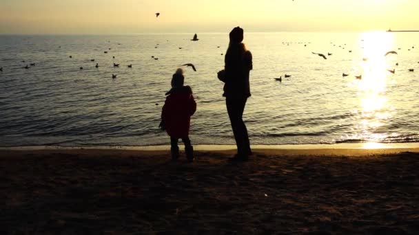 Gente Alimenta Gaviotas Orilla Del Mar Movimiento Lento — Vídeos de Stock