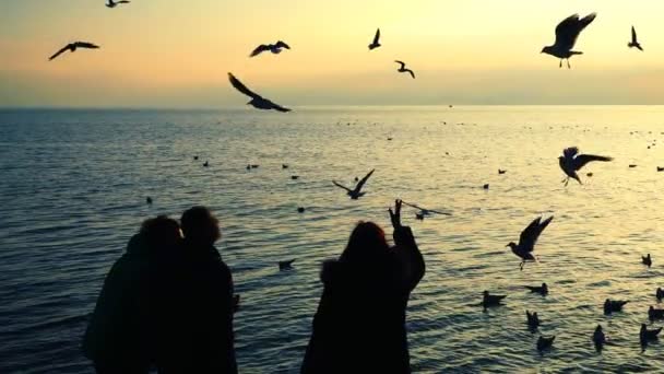 Gente Alimenta Gaviotas Orilla Del Mar Movimiento Lento — Vídeos de Stock