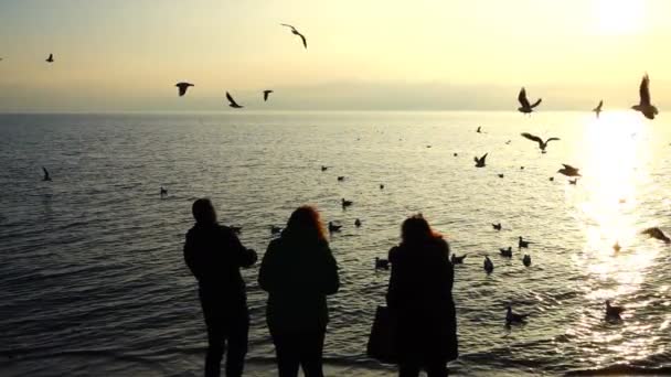 Gente Alimenta Gaviotas Orilla Del Mar Movimiento Lento — Vídeo de stock