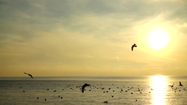 Denizin Üzerinde Martılar Yavaş Çekim — Stok video