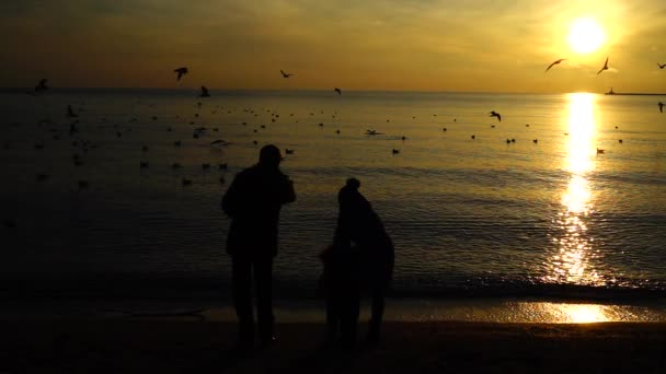 Die Menschen Füttern Die Möwen Der Küste Zeitlupe — Stockvideo