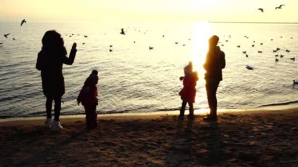 People Feed Seagulls Seashore Slow Motion — Stock Video