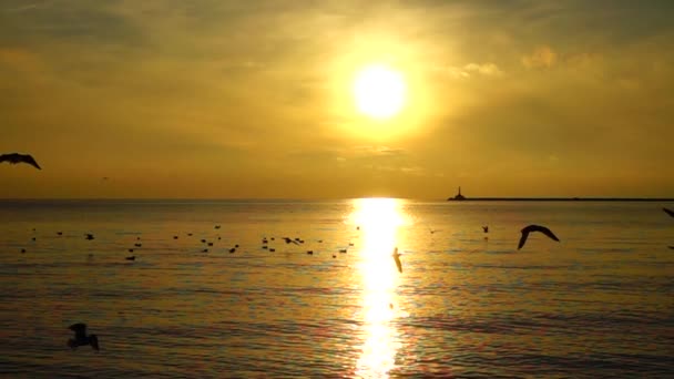 海鸥在海面上 慢动作 — 图库视频影像