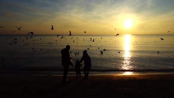 Les Gens Nourrissent Les Mouettes Bord Mer Mouvement Lent — Video