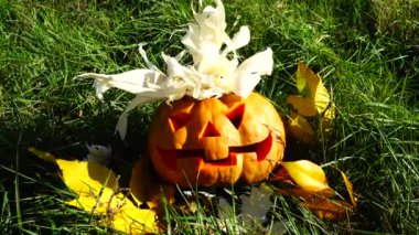 Cadılar bayramı balkabağı. Ekim 'de çekim.