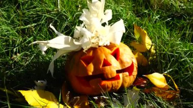 Cadılar bayramı balkabağı. Ekim 'de çekim.