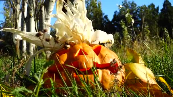 不気味なハロウィンカボチャ 10月の撮影 — ストック動画