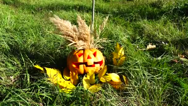 Gruseliger Halloween Kürbis Dreharbeiten Oktober — Stockvideo