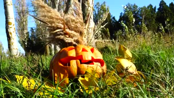 Läskig Halloweenpumpa Fotografering Oktober — Stockvideo